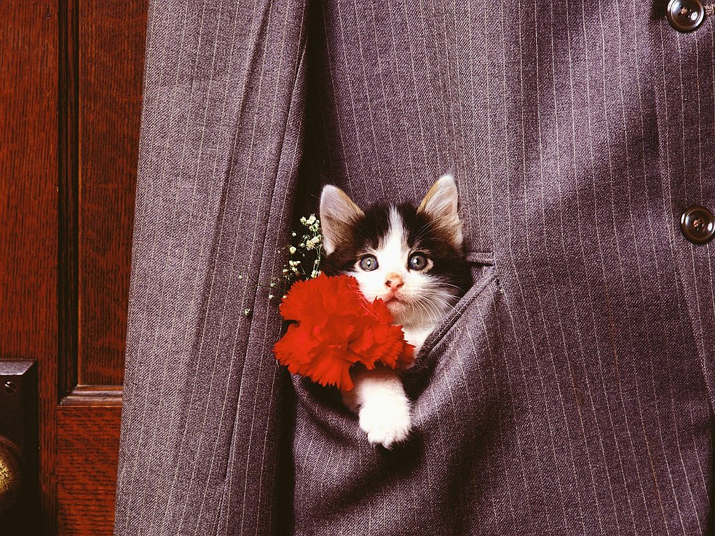 Pocket of Purrs